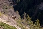 Bouquetin des Alpes