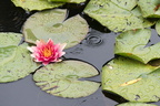 Nénuphare rose
