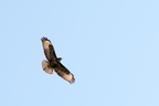 Buse variable